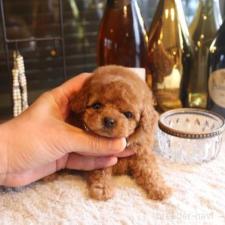 ♀︎タイニープードル