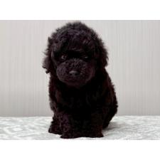 ♀︎タイニープードル