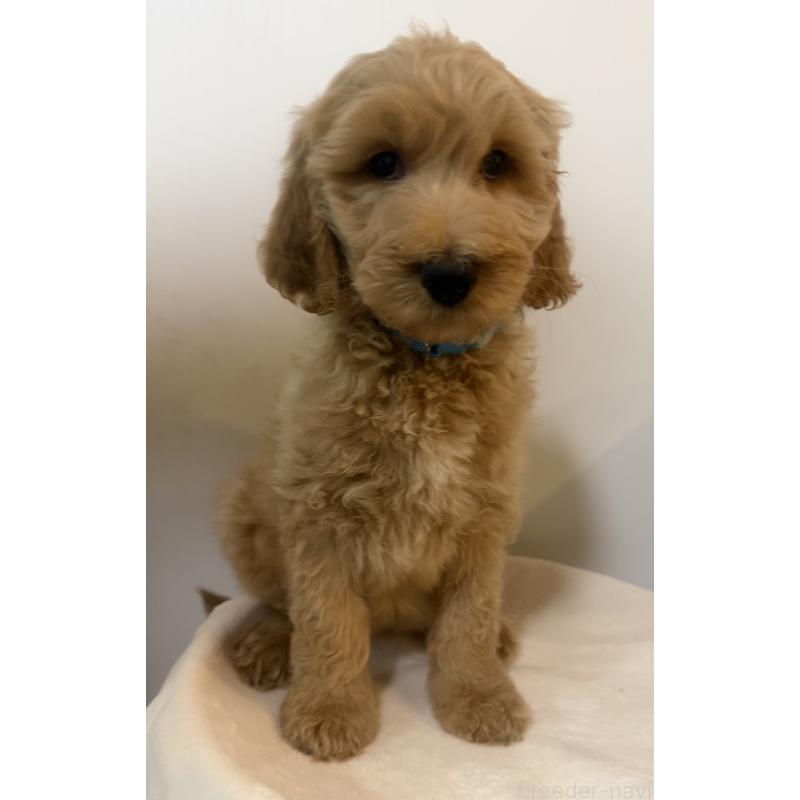 販売中の栃木県のゴールデンドゥードル:ゴールデンレトリーバー×プードル-445904の4枚目