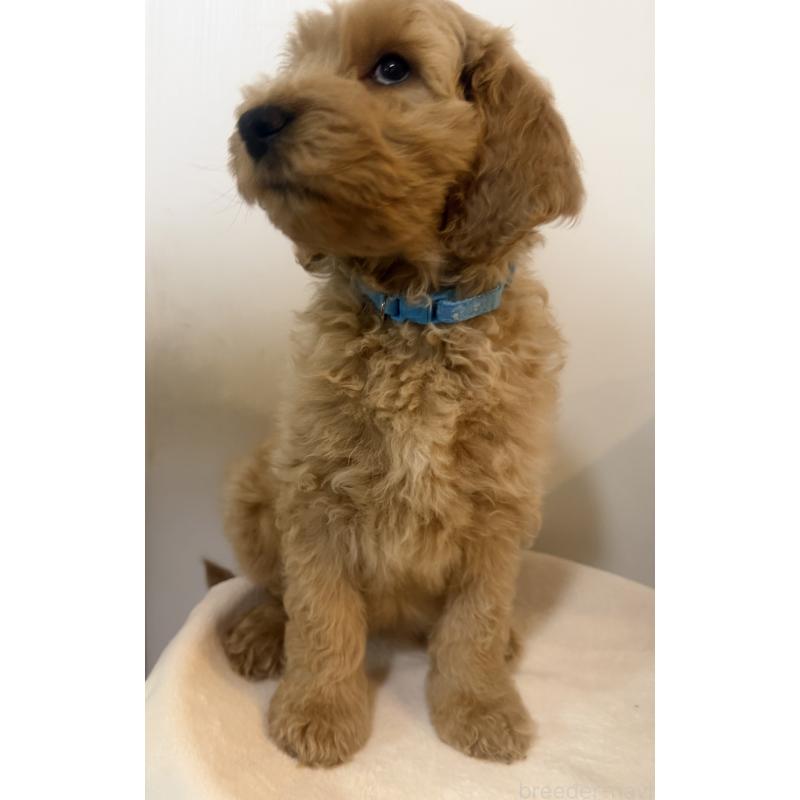 販売中の栃木県のゴールデンドゥードル:ゴールデンレトリーバー×プードル-445904の3枚目