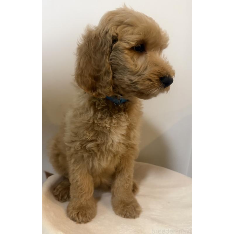 販売中の栃木県のゴールデンドゥードル:ゴールデンレトリーバー×プードル-445904の2枚目