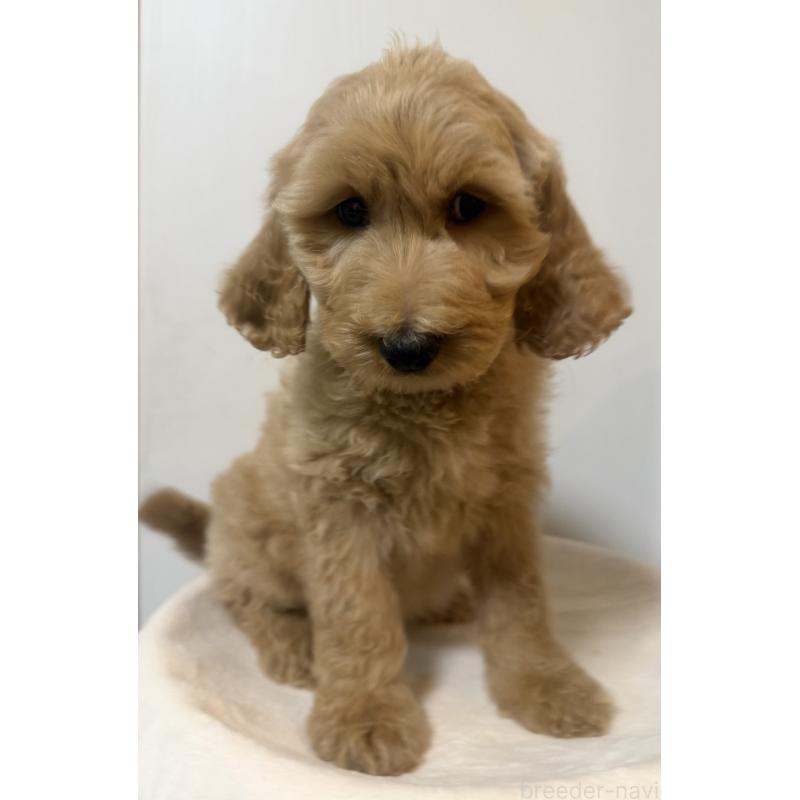 販売中の栃木県のゴールデンドゥードル:ゴールデンレトリーバー×プードル-445904