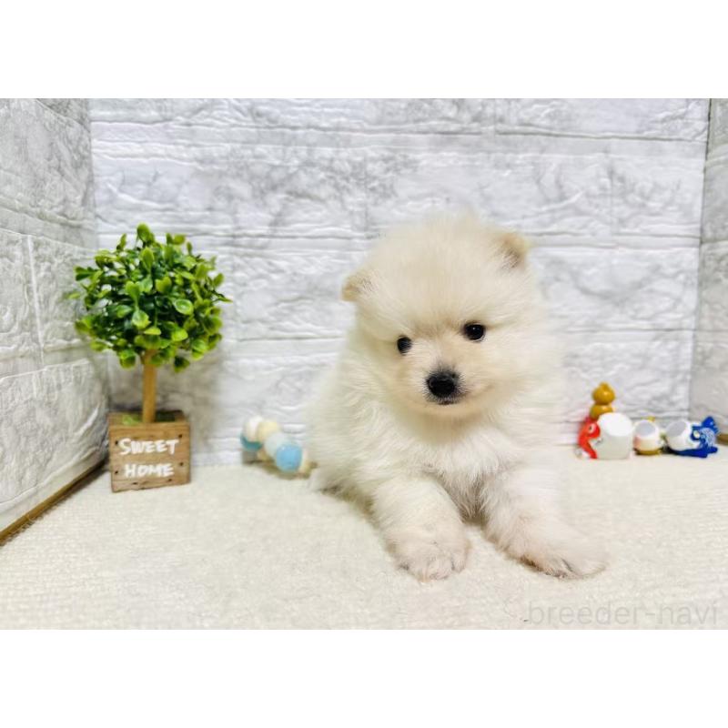 販売中の岐阜県のポメラニアン-454521の8枚目