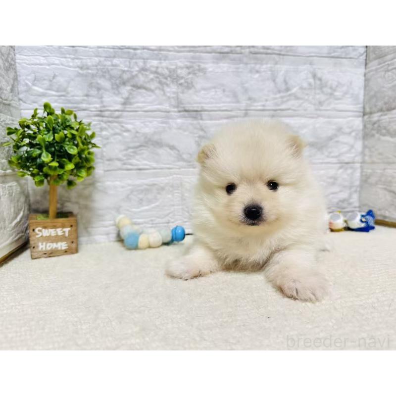 販売中の岐阜県のポメラニアン-454521の7枚目