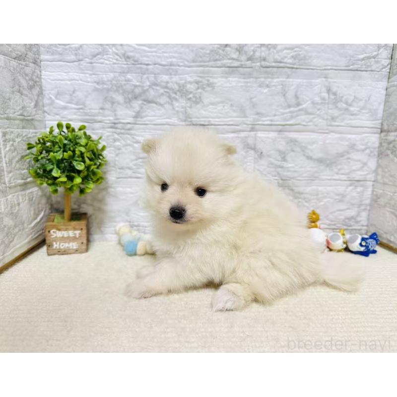 販売中の岐阜県のポメラニアン-454521の6枚目