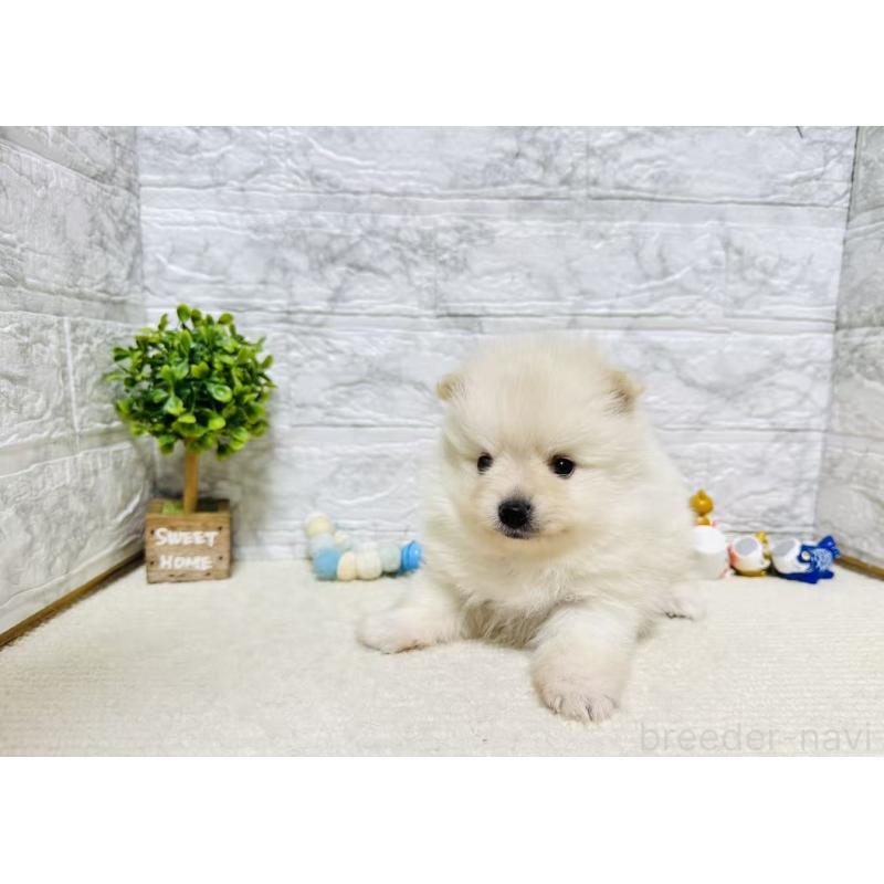 販売中の岐阜県のポメラニアン-454521の5枚目