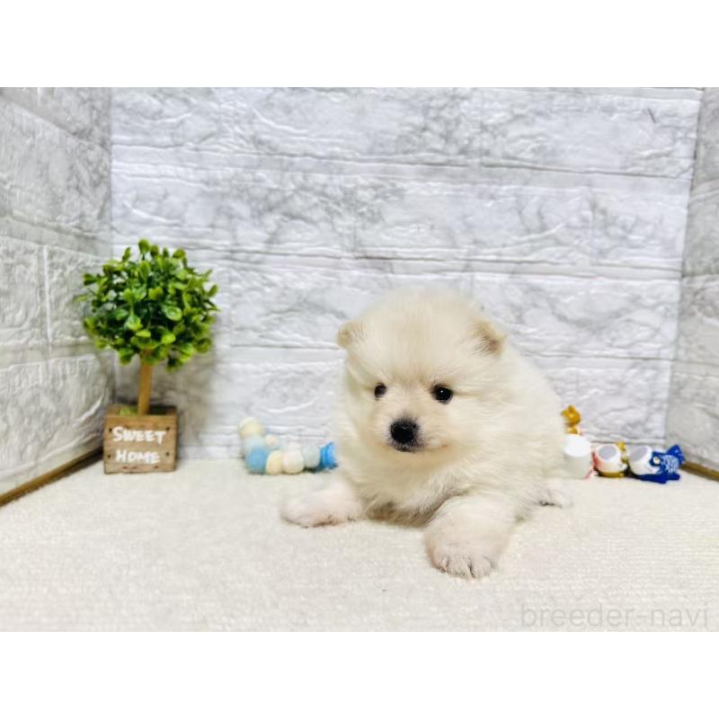 販売中の岐阜県のポメラニアン-454521の4枚目