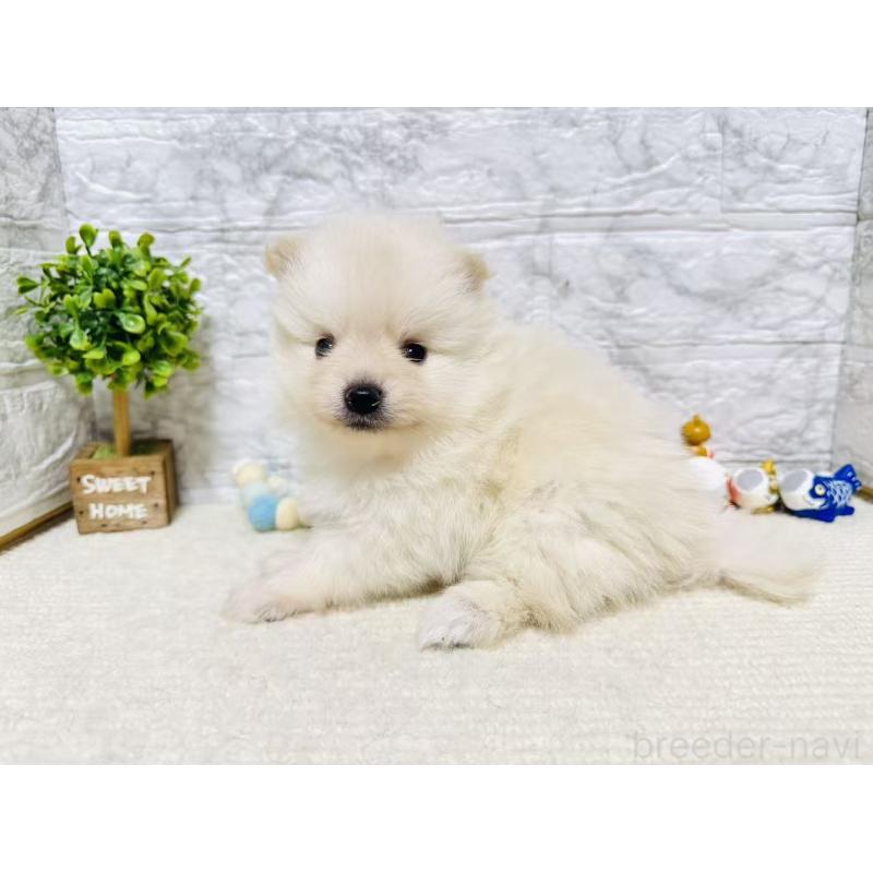 販売中の岐阜県のポメラニアン-454521の3枚目