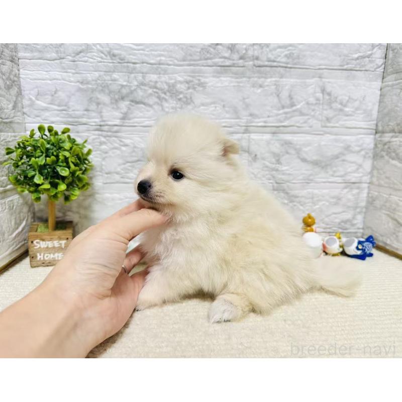 販売中の岐阜県のポメラニアン-454521の2枚目