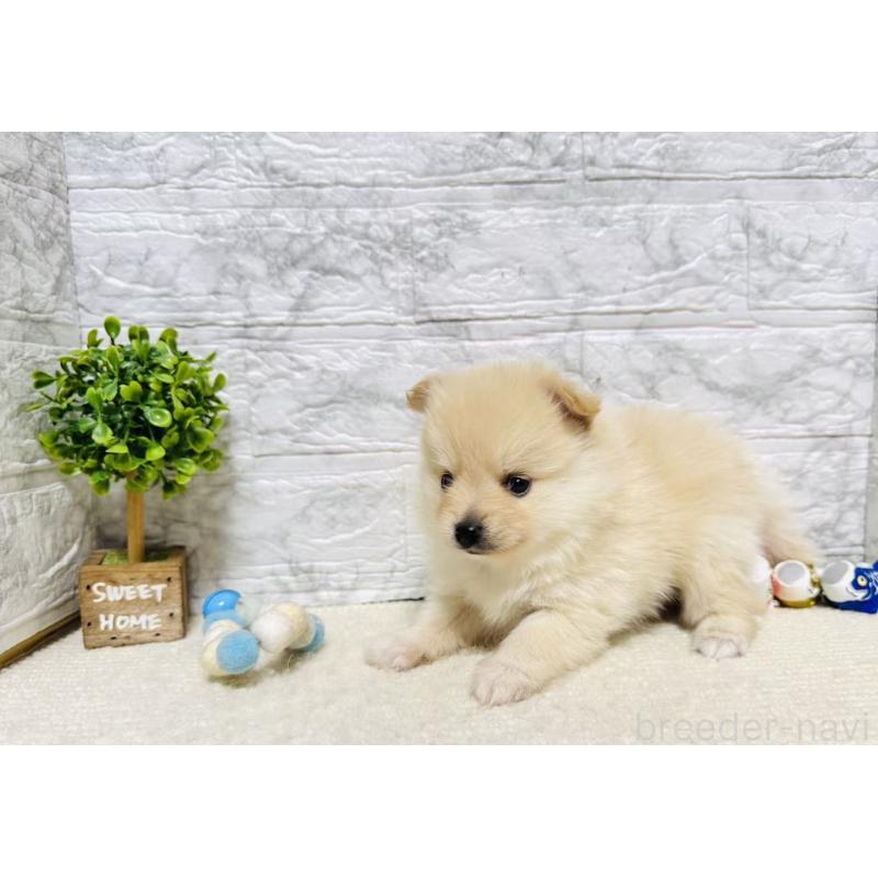 販売中の岐阜県のポメラニアン-454523の8枚目