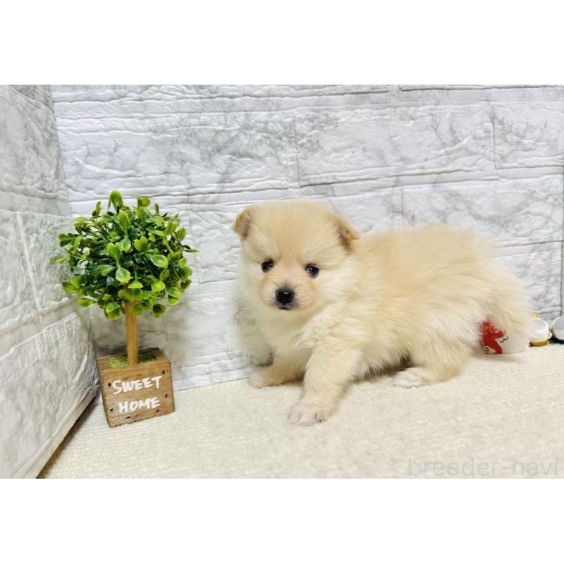 販売中の岐阜県のポメラニアン-454523の7枚目