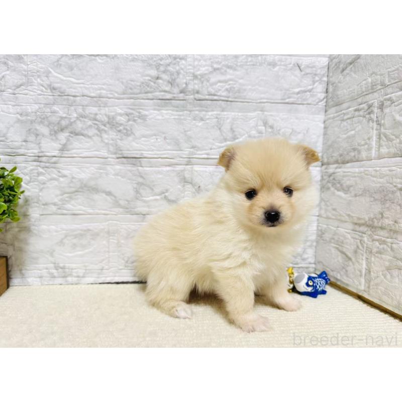 販売中の岐阜県のポメラニアン-454523の6枚目