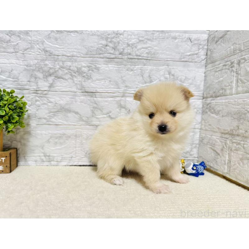 販売中の岐阜県のポメラニアン-454523の5枚目