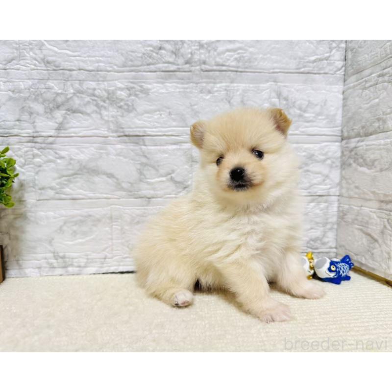 販売中の岐阜県のポメラニアン-454523の4枚目