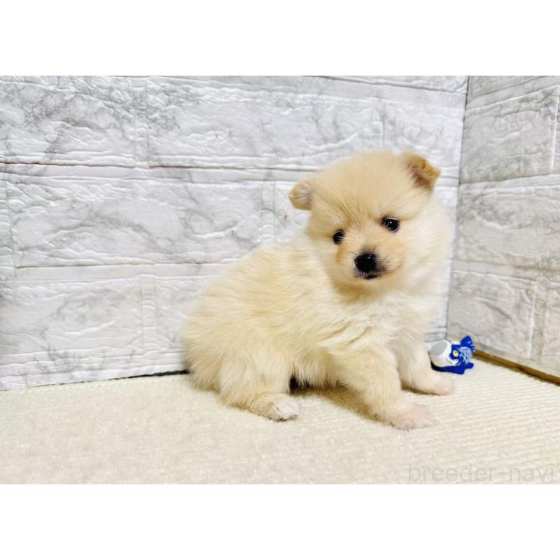 販売中の岐阜県のポメラニアン-454523の3枚目