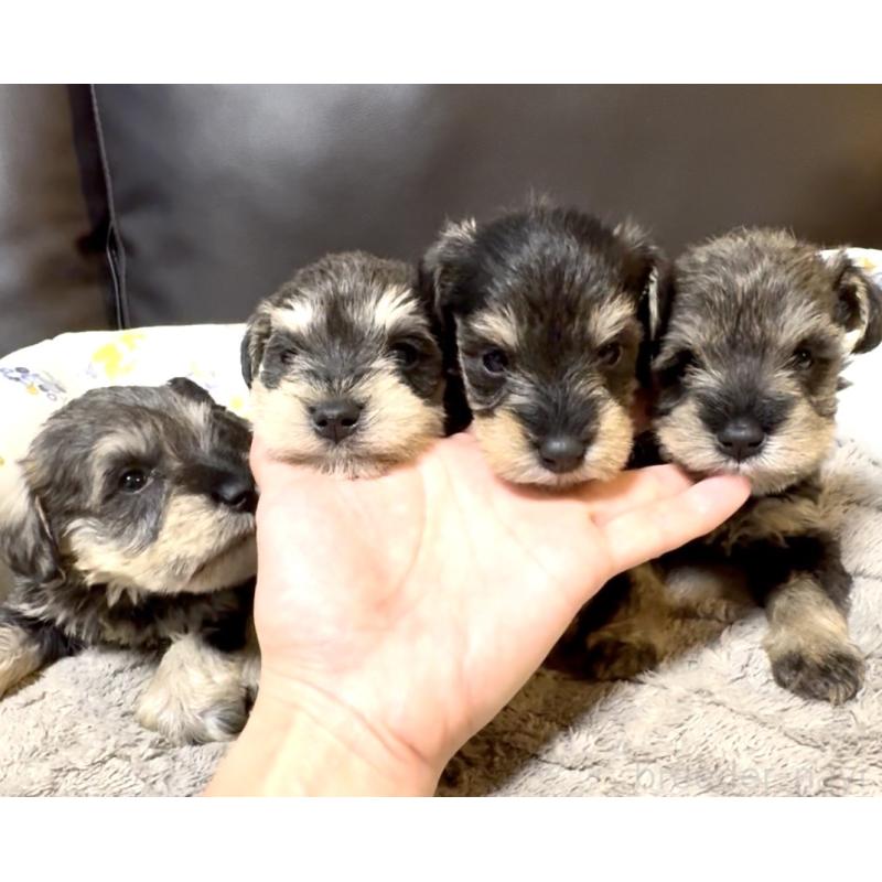 販売中の奈良県のミニチュアシュナウザー-454526の7枚目