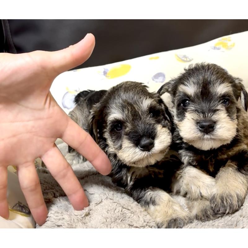 販売中の奈良県のミニチュアシュナウザー-454526の3枚目