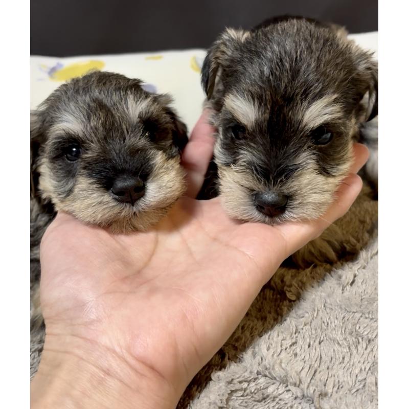 販売中の奈良県のミニチュアシュナウザー-454526の2枚目