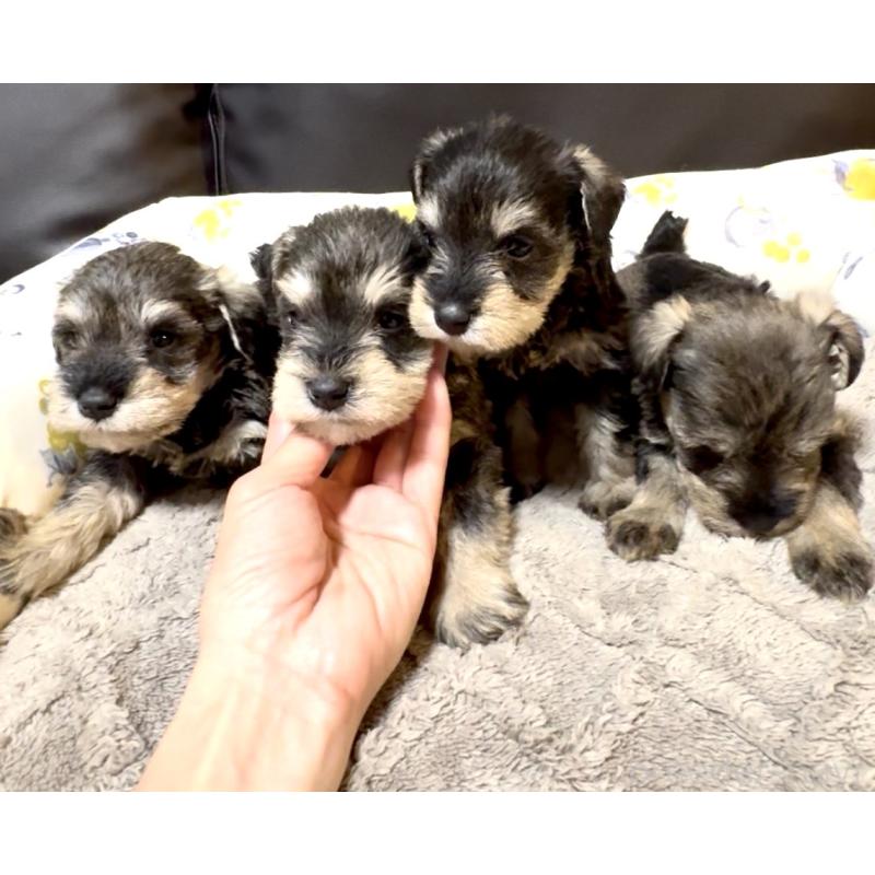 販売中の奈良県のミニチュアシュナウザー-454527の9枚目