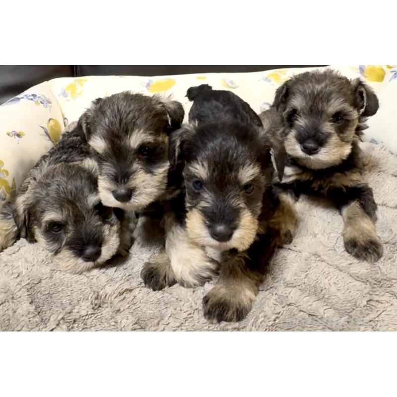 販売中の奈良県のミニチュアシュナウザー-454527の8枚目