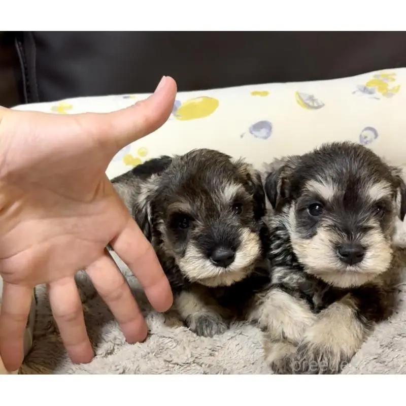 販売中の奈良県のミニチュアシュナウザー-454527の6枚目