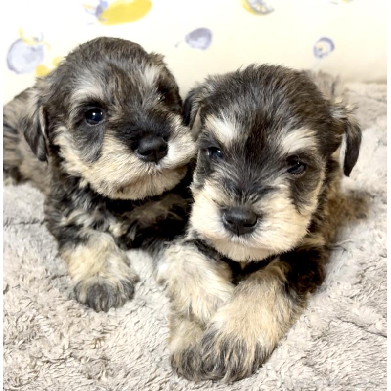 販売中の奈良県のミニチュアシュナウザー-454527の5枚目