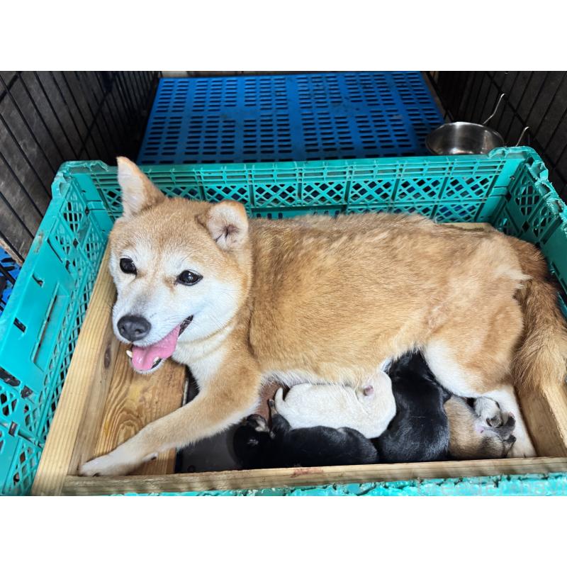 販売中の茨城県の豆柴-454528の2枚目