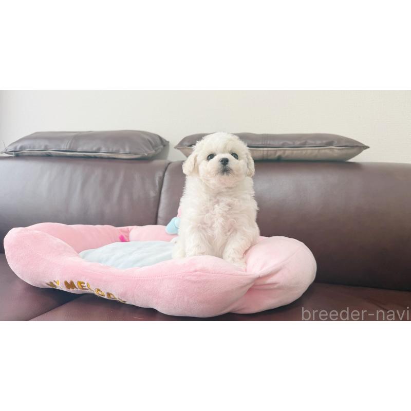 販売中の東京都のビションフリーゼ-454529の4枚目