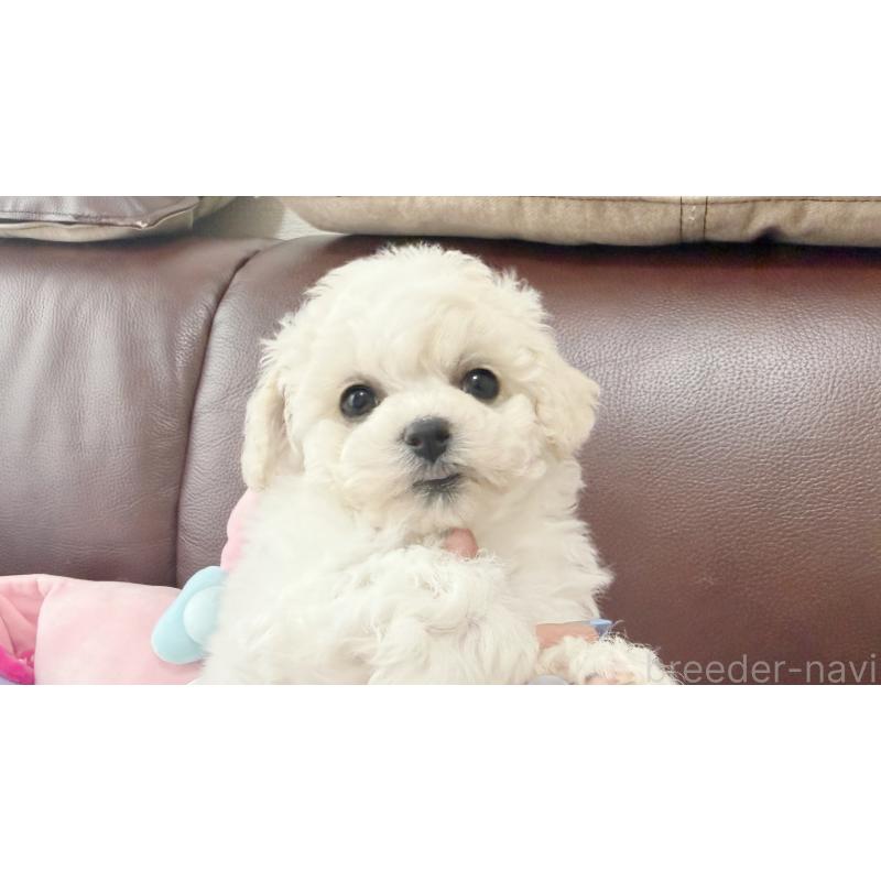 販売中の東京都のビションフリーゼ-454529の3枚目