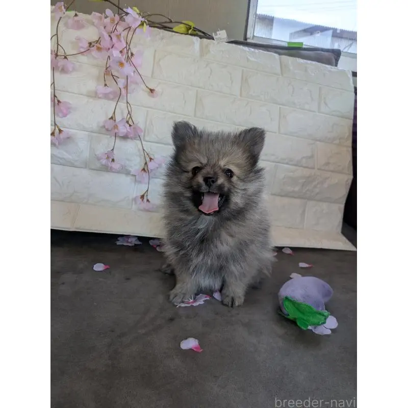 販売中の福岡県のポメラニアン-454467の6枚目