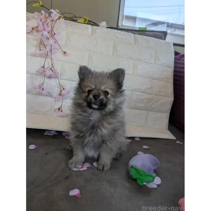 販売中の福岡県のポメラニアン-454467の5枚目