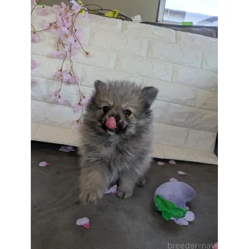 販売中の福岡県のポメラニアン-454467の4枚目