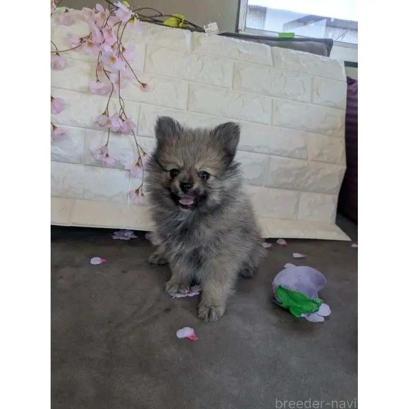 販売中の福岡県のポメラニアン-454467の3枚目