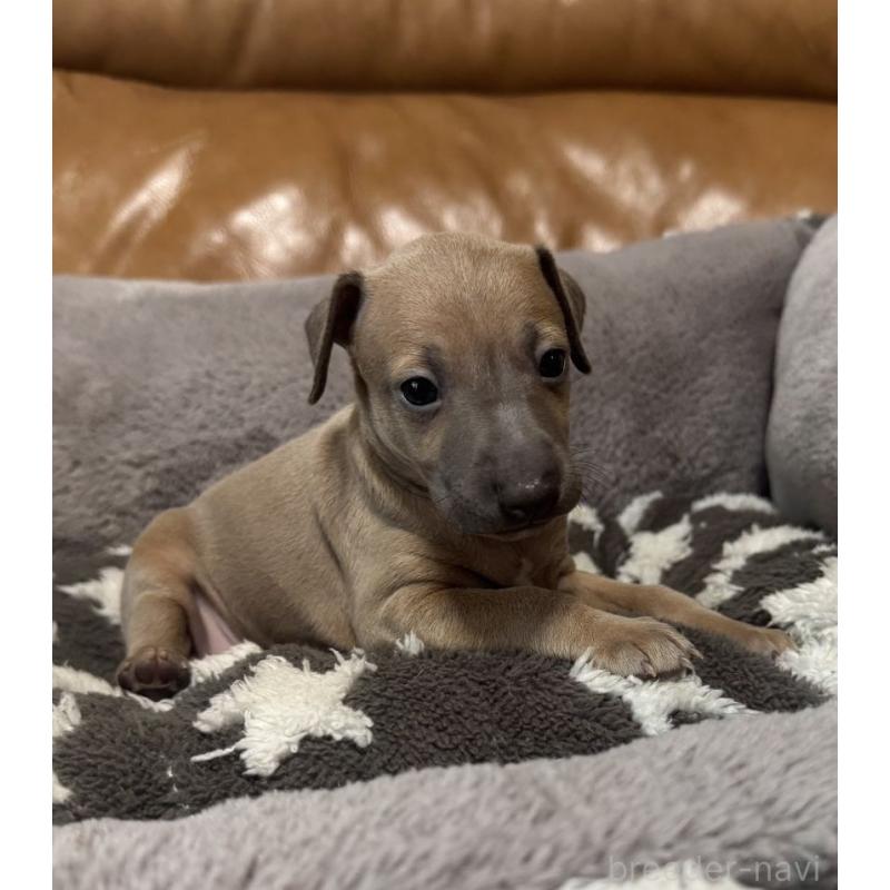 販売中の山梨県のイタリアングレーハウンド(イタグレ)-454530の3枚目