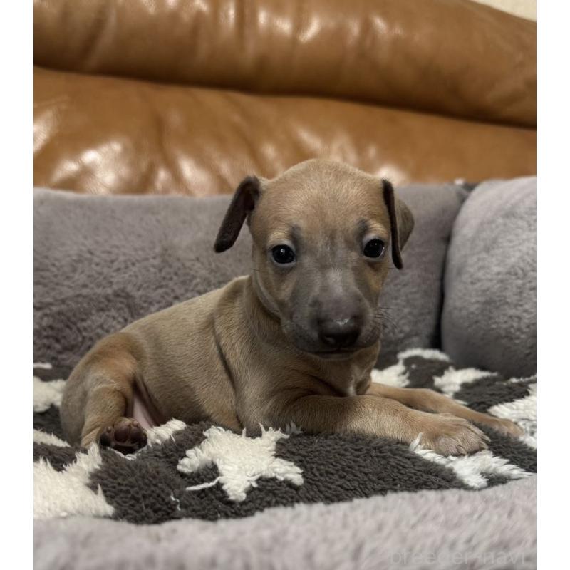 販売中の山梨県のイタリアングレーハウンド(イタグレ)-454530の2枚目