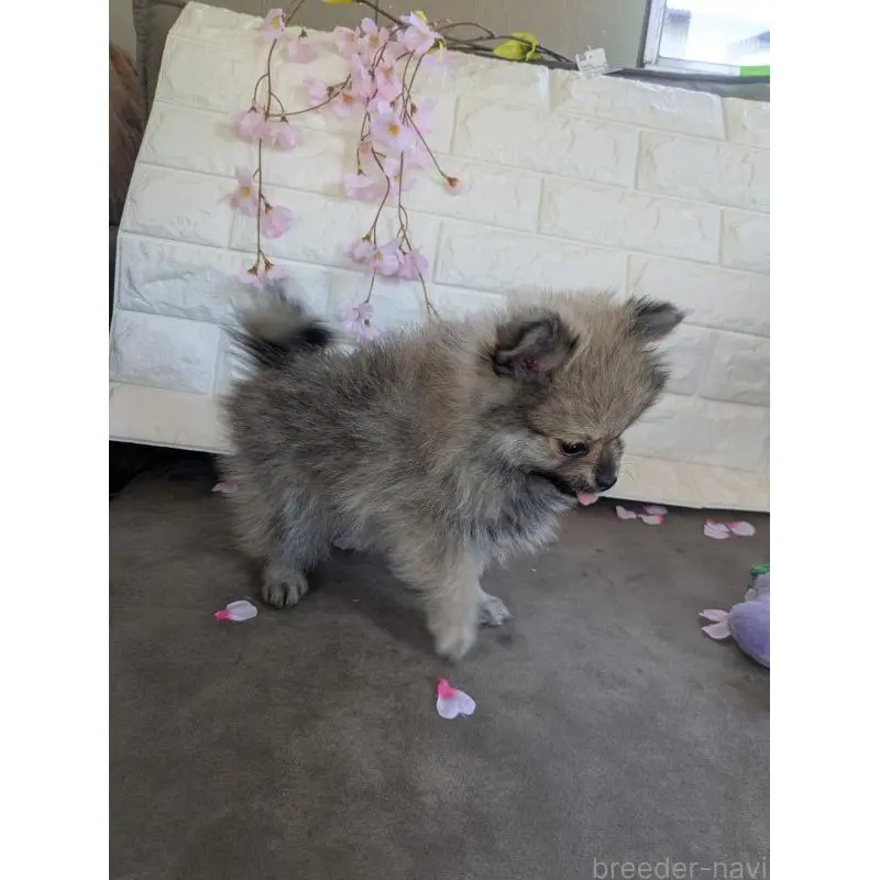 販売中の福岡県のポメラニアン-454467の2枚目