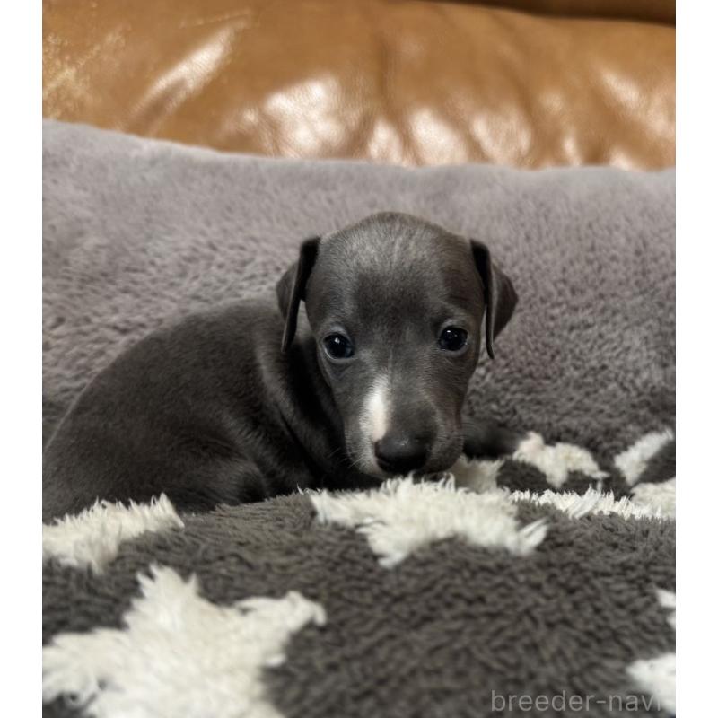 販売中の山梨県のイタリアングレーハウンド(イタグレ)-454531の3枚目