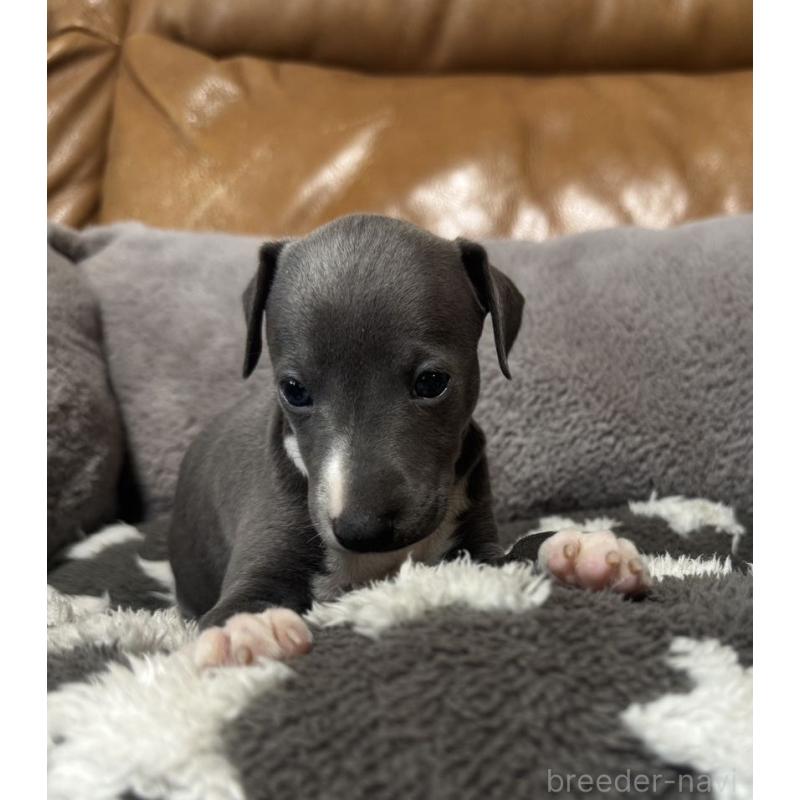 販売中の山梨県のイタリアングレーハウンド(イタグレ)-454531の2枚目