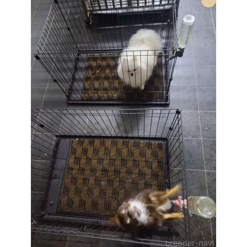 犬舎紹介の佐賀県の犬舎紹介-5463の2枚目