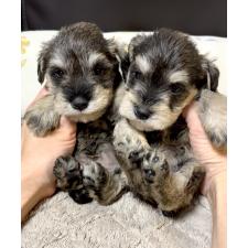 ♀︎ミニチュアシュナウザー