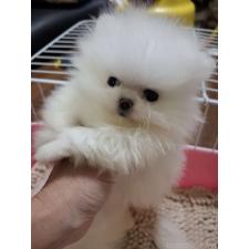 中村 亜沙美ブリーダー