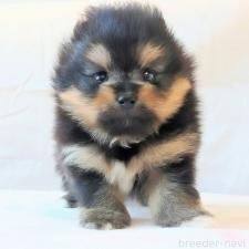 ♀︎ポメラニアン