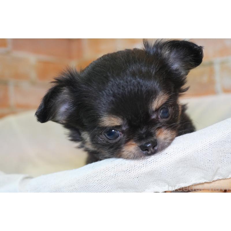 販売中の愛知県のチワワ(ロングコート)-454536の4枚目