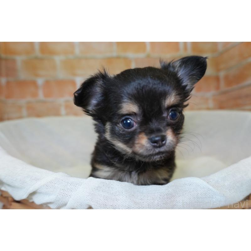 販売中の愛知県のチワワ(ロングコート)-454536の3枚目