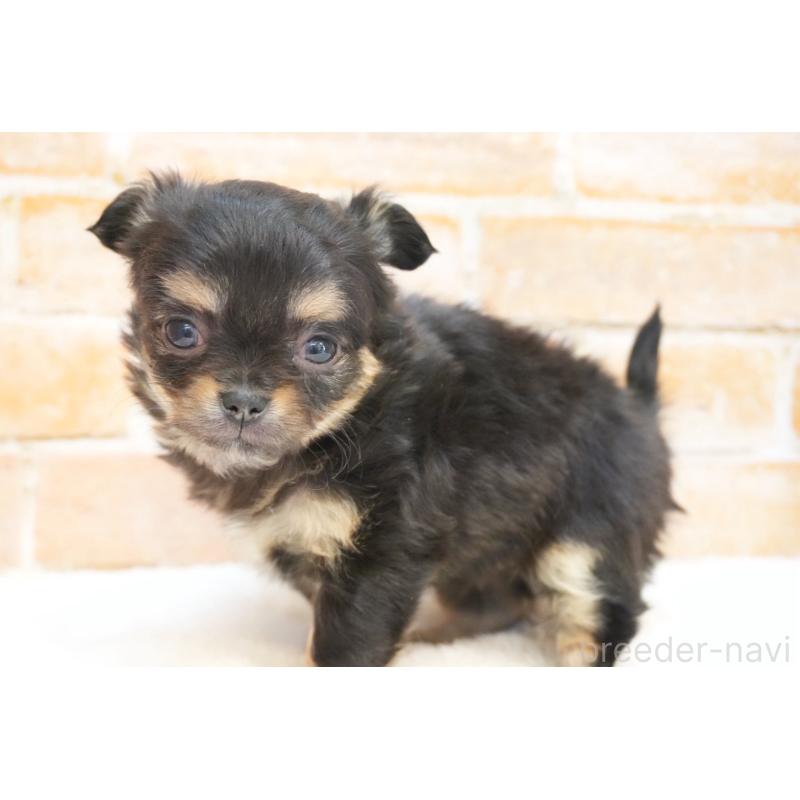 販売中の愛知県のチワワ(ロングコート)-454536の2枚目