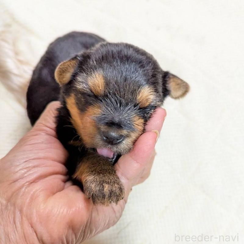 販売中の神奈川県のヨークシャーテリア-451205