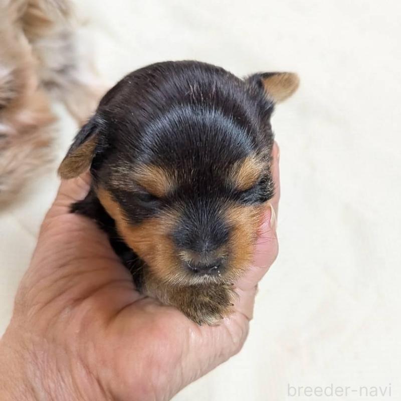 販売中の神奈川県のヨークシャーテリア-451206