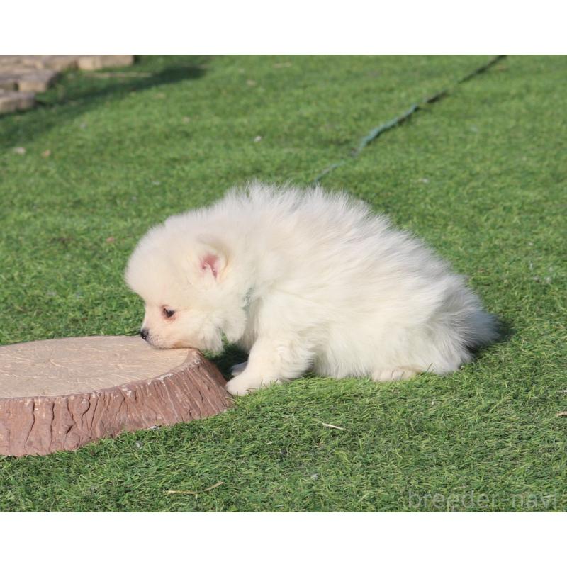 販売中の栃木県のポメラニアン-454537の4枚目