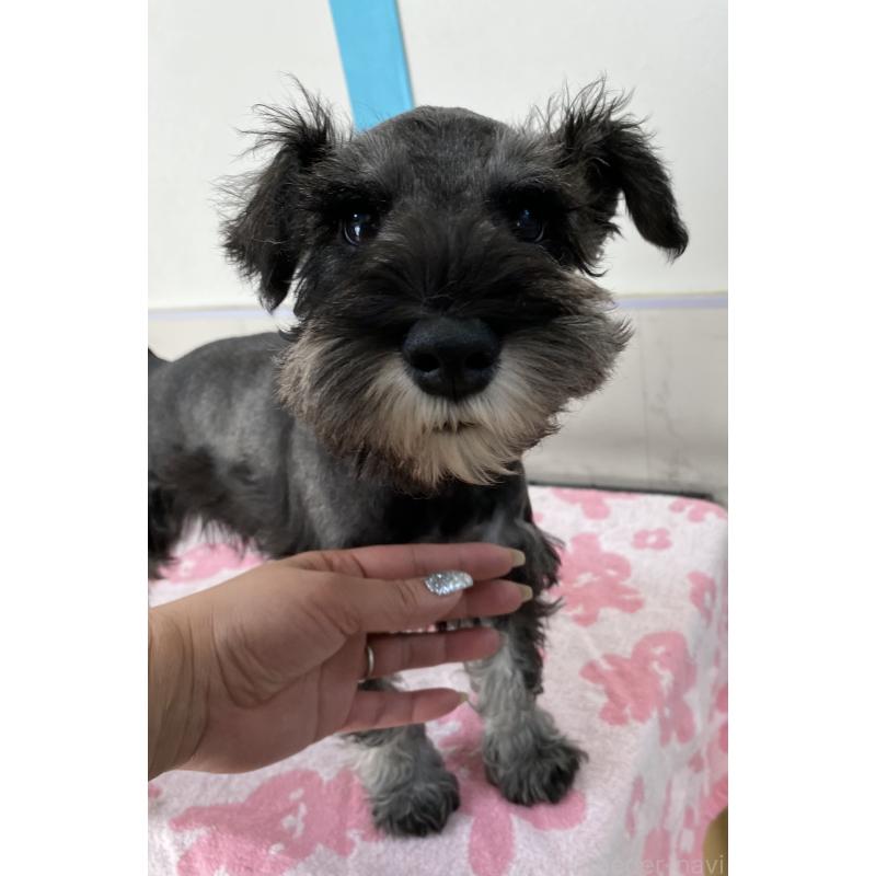 販売中の岡山県のミニチュアシュナウザー-451571