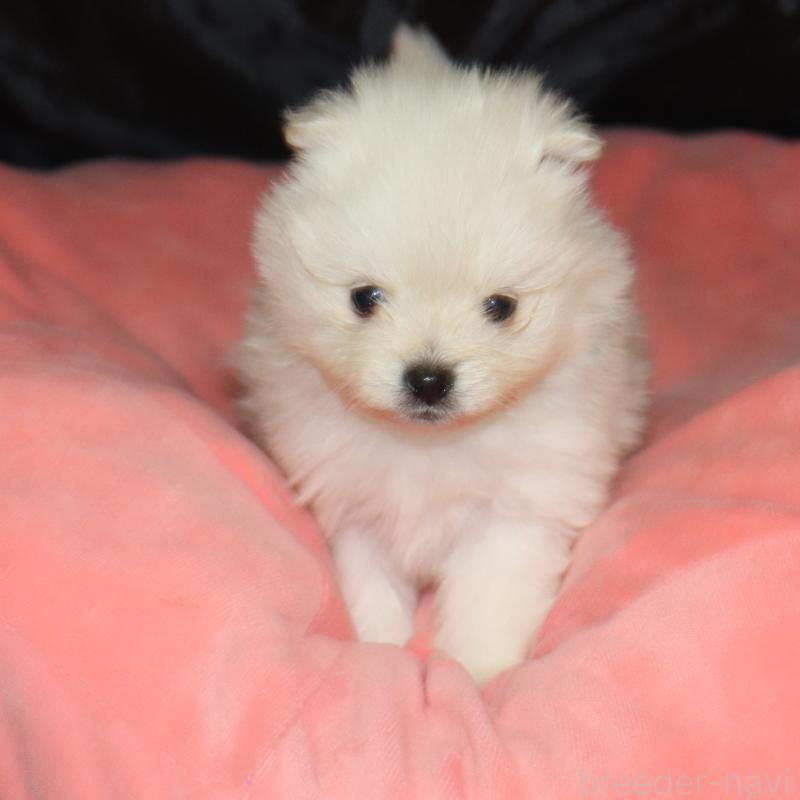 販売中の栃木県のポメラニアン-454537の3枚目